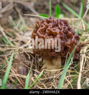 Frühlingspilze (Gyromitra esculenta), erster Frühlingspilz im Waldgebiet Stockfoto