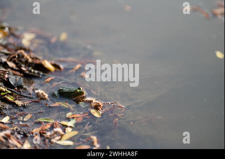 Frosch auf der Oberfläche des Flusses. Nahaufnahme. Kopierbereich. Selektiver Fokus Stockfoto
