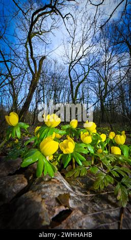 Sieversdorf, Deutschland. Februar 2024. Gelbe Winterakoniten leuchten im Wald. Winterakonite gehören zu den ersten Frühjahrsblüher. Quelle: Patrick Pleul/dpa/Alamy Live News Stockfoto