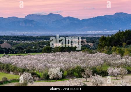 Almendros En flor Stockfoto