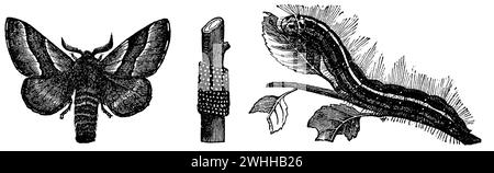 Lakey Moth, a) männlich, b) Eier und c) caterpillar., Malacosoma neustria, anonym (Zoologiebuch, 1877), Ringelspinner, A) Männchen, b) Eier und c) Raupe, Livrée des arbresa) le mâle, b) les œufs et c) la Chenille Stockfoto