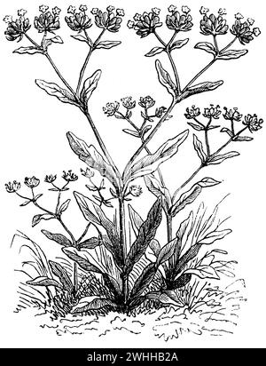 Maissalat, blühend, Valerianella locusta, anonym (Biologiebuch, 1882), Feldsalat, blühend, mâche, en fleur Stockfoto