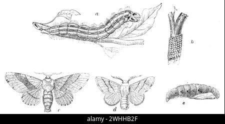 Lakaienmotte, a) raupe, b) Eier, c) männlich, d) weiblich Schmetterling, E) pupa., Malacosoma neustria, anonym (Gartenbuch, 1911), Ringelspinner, A) Raupe, b) Eier, c) männlicher, d) weiblicher Schmetterling, e) Puppe, Livrée des arbres, a) Chenille, b) œufs, c) papillon mâle, d) papillon femelle, E) Chrysalid Stockfoto