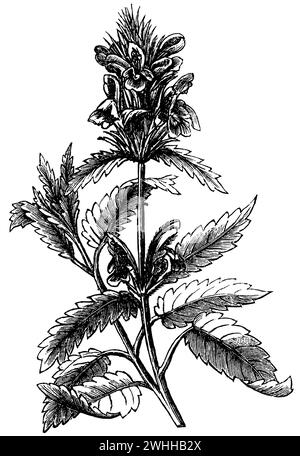 Hedgenessel, Stachys officinalis, (Enzyklopädie, 1893), Heilziest, Epiaire officinale Stockfoto