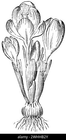 dutch crocus, Crocus vernus, (Enzyklopädie, 1893), Frühlings-Krokus, crocus printanier Stockfoto