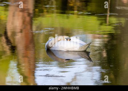 Einheimische Tiervögel in Deutschland Schwan Stockfoto