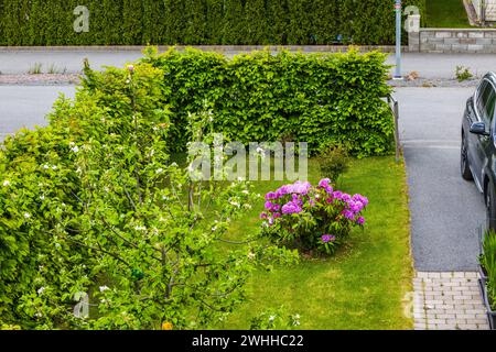 Malerischer Anblick des Gartens mit blühenden Rhododendronbüschen und mit geparktem Auto auf dem Parkplatz der privaten Villa am warmen Frühlingstag. Schweden. Stockfoto