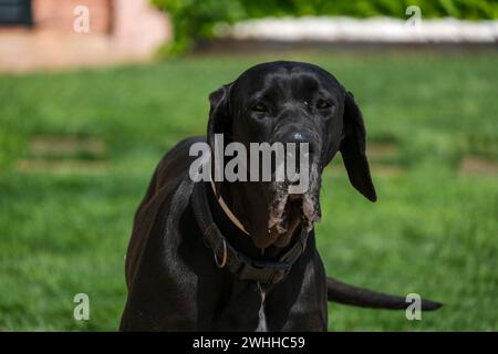 Eine tolle Dane Frau Stockfoto