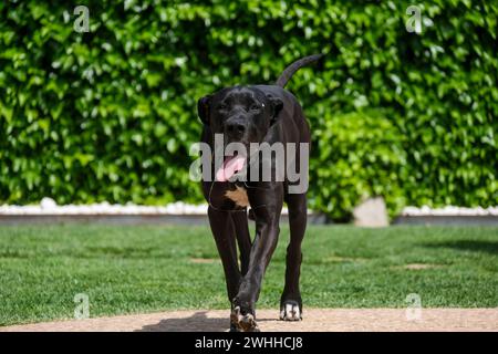 Eine tolle Dane Frau Stockfoto