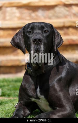 Eine tolle Dane Frau Stockfoto