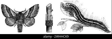 Lakaienmotten, männlich, Eier, Raupe, Malacosoma neustria, (Zoologiebuch, 1872), Ringelspinner, Männchen, Eier, Raupe, Livrée des arbres, mâle, œufs, Chenille Stockfoto