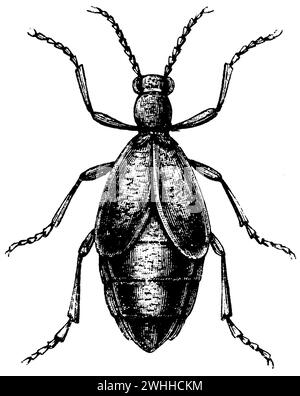 Ölkäfer, Meloe proscarabaeus, (Enzyklopädie, 1893), Schwarzblauer Ölkäfer, méloé printanier Stockfoto