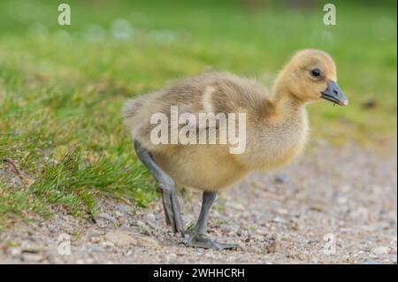 Graue Gänseküken Stockfoto