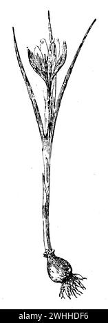 dutch crocus, Crocus vernus, (Gartenbuch, 1921), Frühlings-Krokus, crocus printanier Stockfoto