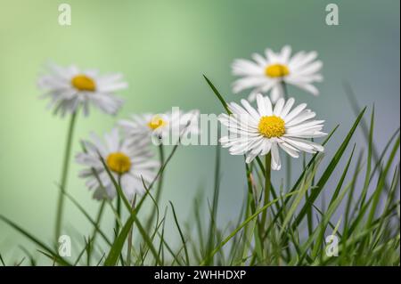 Gänseblümchen Stockfoto