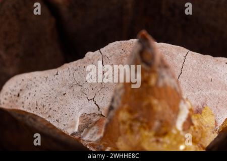 Nahaufnahme der Blätter eines Coulter-Pinecone mit fibonacci-Spiralen Stockfoto