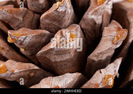 Nahaufnahme der Blätter eines Coulter-Pinecone mit fibonacci-Spiralen Stockfoto