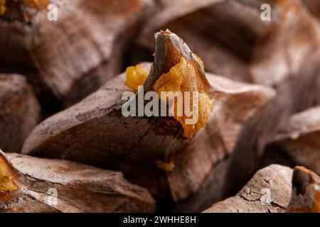 Nahaufnahme der Blätter eines Coulter-Pinecone mit fibonacci-Spiralen Stockfoto