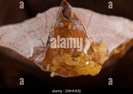 Nahaufnahme der Blätter eines Coulter-Pinecone mit fibonacci-Spiralen Stockfoto