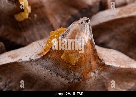 Nahaufnahme der Blätter eines Coulter-Pinecone mit fibonacci-Spiralen Stockfoto