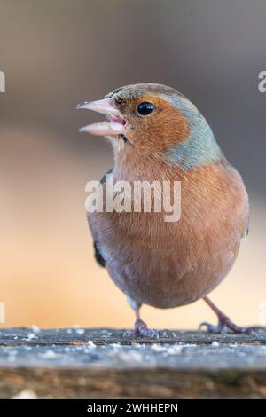 Männlicher Buchfink (Fringilla coelebs), Insch, Aberdeenshire, Schottland, UK Stockfoto