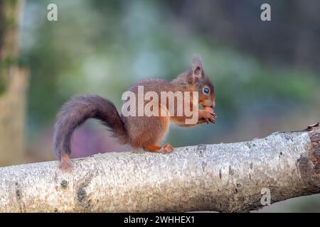 Rotes Eichhörnchen (Sciurus vulgaris), Insch, Aberdeenshire, Schottland, Vereinigtes Königreich Stockfoto