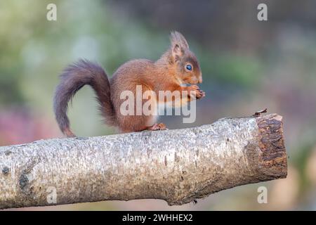 Rotes Eichhörnchen (Sciurus vulgaris), Insch, Aberdeenshire, Schottland, Vereinigtes Königreich Stockfoto