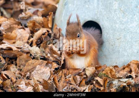 Rothörnchen (Sciurus vulgaris), Insch, Aberdeenshire, Schottland, UK Stockfoto