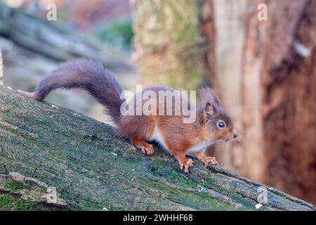 Rothörnchen (Sciurus vulgaris), Insch, Aberdeenshire, Schottland, UK Stockfoto