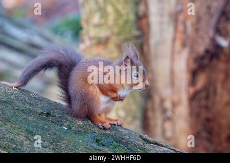 Rothörnchen (Sciurus vulgaris), Insch, Aberdeenshire, Schottland, UK Stockfoto