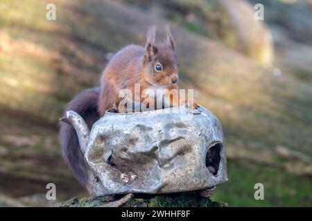 Rothörnchen (Sciurus vulgaris), Insch, Aberdeenshire, Schottland, UK Stockfoto