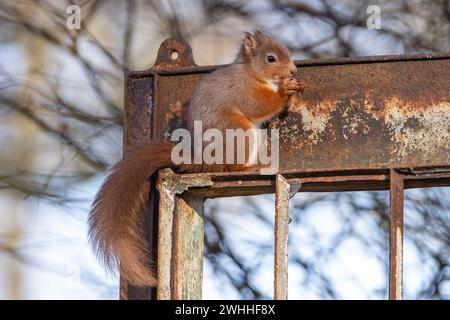 Rothörnchen (Sciurus vulgaris), Insch, Aberdeenshire, Schottland, UK Stockfoto