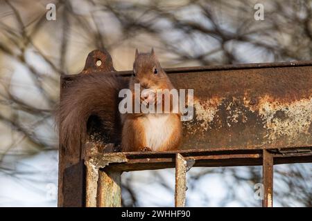 Rothörnchen (Sciurus vulgaris), Insch, Aberdeenshire, Schottland, UK Stockfoto