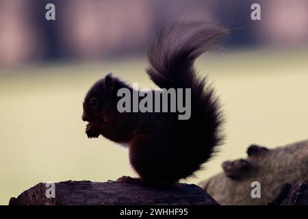 Rothörnchen (Sciurus vulgaris), Insch, Aberdeenshire, Schottland, UK Stockfoto