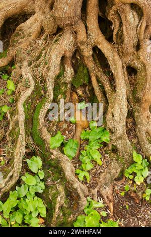 Sohn Marroig. Olivar.Deia.Sierra de Tramuntana.Mallorca.Baleares.EspaÃ±a. Stockfoto