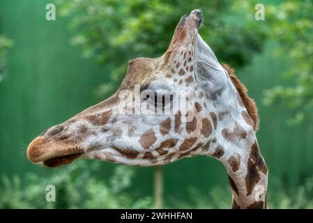 Nahaufnahme des Giraffenkopfes. Deatiled Ansicht der afrikanischen Tierwelt. Stockfoto