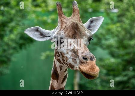 Nahaufnahme des Giraffenkopfes. Deatiled Ansicht der afrikanischen Tierwelt. Stockfoto