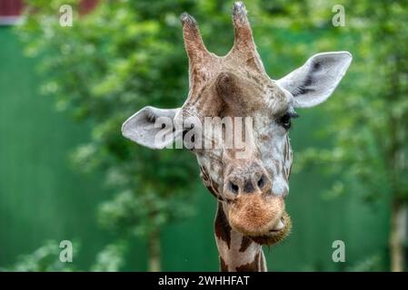 Nahaufnahme des Giraffenkopfes. Deatiled Ansicht der afrikanischen Tierwelt. Stockfoto