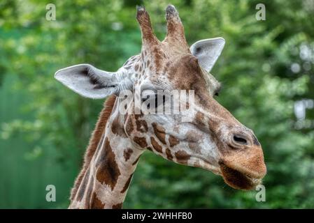 Nahaufnahme des Giraffenkopfes. Deatiled Ansicht der afrikanischen Tierwelt. Stockfoto