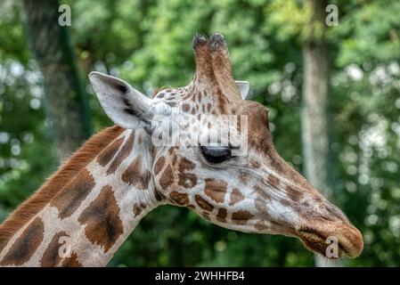 Nahaufnahme des Giraffenkopfes. Deatiled Ansicht der afrikanischen Tierwelt. Stockfoto