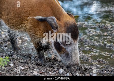 Red River Hog. Dieses Schwein ist ein meist nachtaktives Tier, das in Regenwäldern zu sehen ist. Es mag Sumpfgebiete und sucht meist nachts als Gruppe nach Nahrung und ist allgegenwärtig Stockfoto