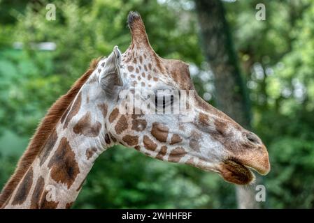 Nahaufnahme des Giraffenkopfes. Deatiled Ansicht der afrikanischen Tierwelt. Stockfoto