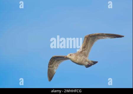 Eine junge Heringsmöwe (Larus argentatus) im Flug, fotografiert vor einem hellblauen Himmel Stockfoto