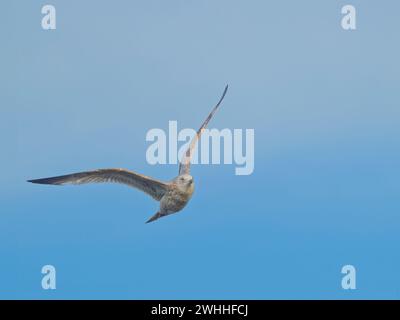 Eine junge Heringsmöwe (Larus argentatus) im Flug, fotografiert vor einem hellblauen Himmel Stockfoto