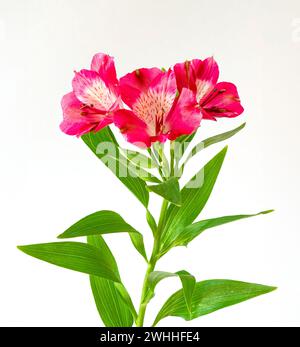 Mehrere rosa Alstroemeria-Blumen fotografiert auf weißem Hintergrund Stockfoto