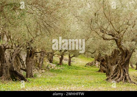 Sohn Marroig. Olivar.Deia.Sierra de Tramuntana.Mallorca.Baleares.EspaÃ±a. Stockfoto