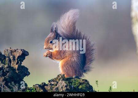 Rothörnchen (Sciurus vulgaris), Insch, Aberdeenshire, Schottland, UK Stockfoto