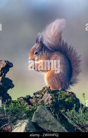 Rothörnchen (Sciurus vulgaris), Insch, Aberdeenshire, Schottland, UK Stockfoto