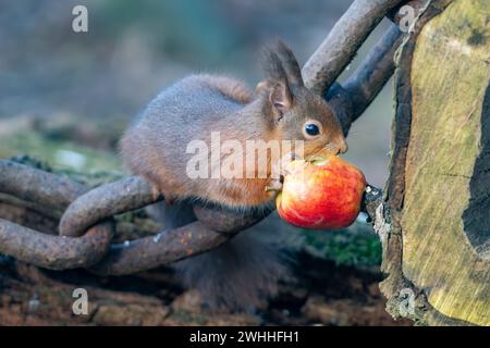 Rothörnchen (Sciurus vulgaris), Insch, Aberdeenshire, Schottland, UK Stockfoto