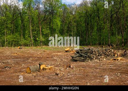 Geschnittenes Holz wird gestapelt und kann entfernt oder verwendet werden. Stockfoto